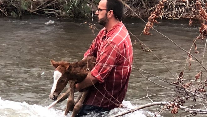Salt River Wild Horse Management Group volunteer Ryan Schultz jumps into a river to save a foal that got stuck in the water.