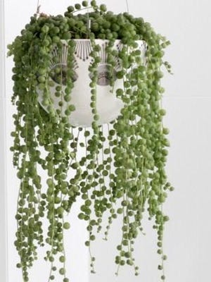 Senecio, also called a Rosary String. these delicate hanging stems are dotted all the way down with fully rounded pea-like leaves.