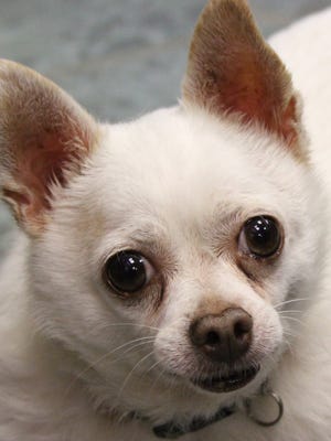 Chico may be seen at the Oshkosh Area Humane Society.