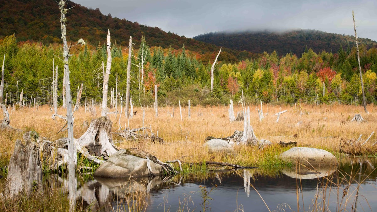 Who are Vermont’s biggest landowners? The biggest private land owner owns 86,000 acres