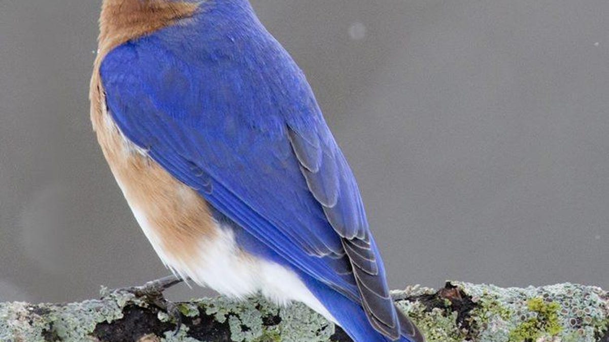 Exploring The Last Green Valley Bluebird Numbers Are On The Rise