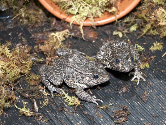 AP MISSISSIPPI GOPHER FROGS A USA MS