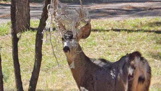 This young buck entangled himself in Christmas decorations at a home on Hull Road.