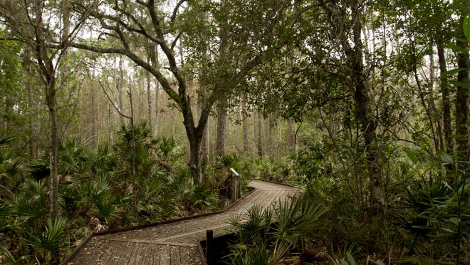 
The boardwalk on the Cypress Loop trail at the Calusa Nature Center leads through different habitats, including wetlands with cypress and pine flatwoods.
