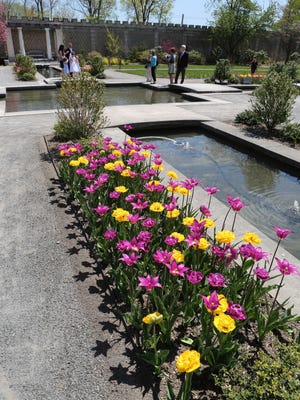 There are 9,000 tulips peaking May 2, 2015 at Untermyer Gardens on North Broadway in Yonkers. They should be seen during the next ten days.