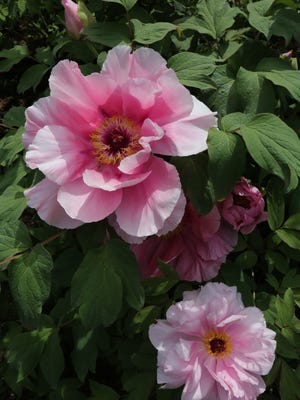 The 425 Japanese tree peonies at the Rockefeller State Park Preserve in Mount Pleasant are peaking right about now, in this photograph shot May 15, 2015. They were a gift from the Japanese people after 9/11. 