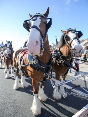 The world-famous, eight-horse Budweiser Clydesdale hitch will be available for viewing at La Palmera mall, 5488 S. Padre Island Drive, throughout the day Friday, Feb. 10.