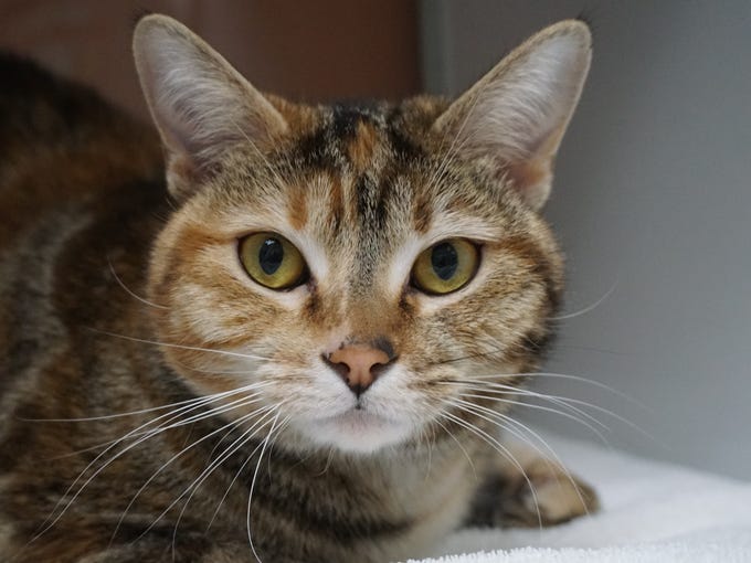 Sparrow is a unique 1-year-old cat looking for the
