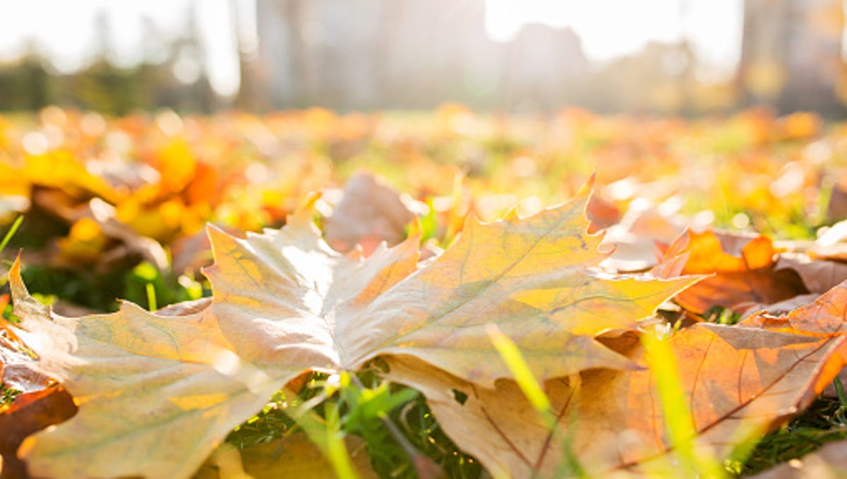 Why Trees Are Losing Their Leaves In The Middle Of Summer