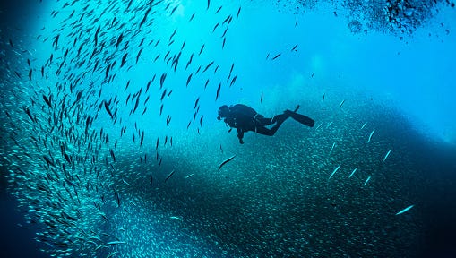Scuba Divers Swimming In Between School Of Fish Undersea