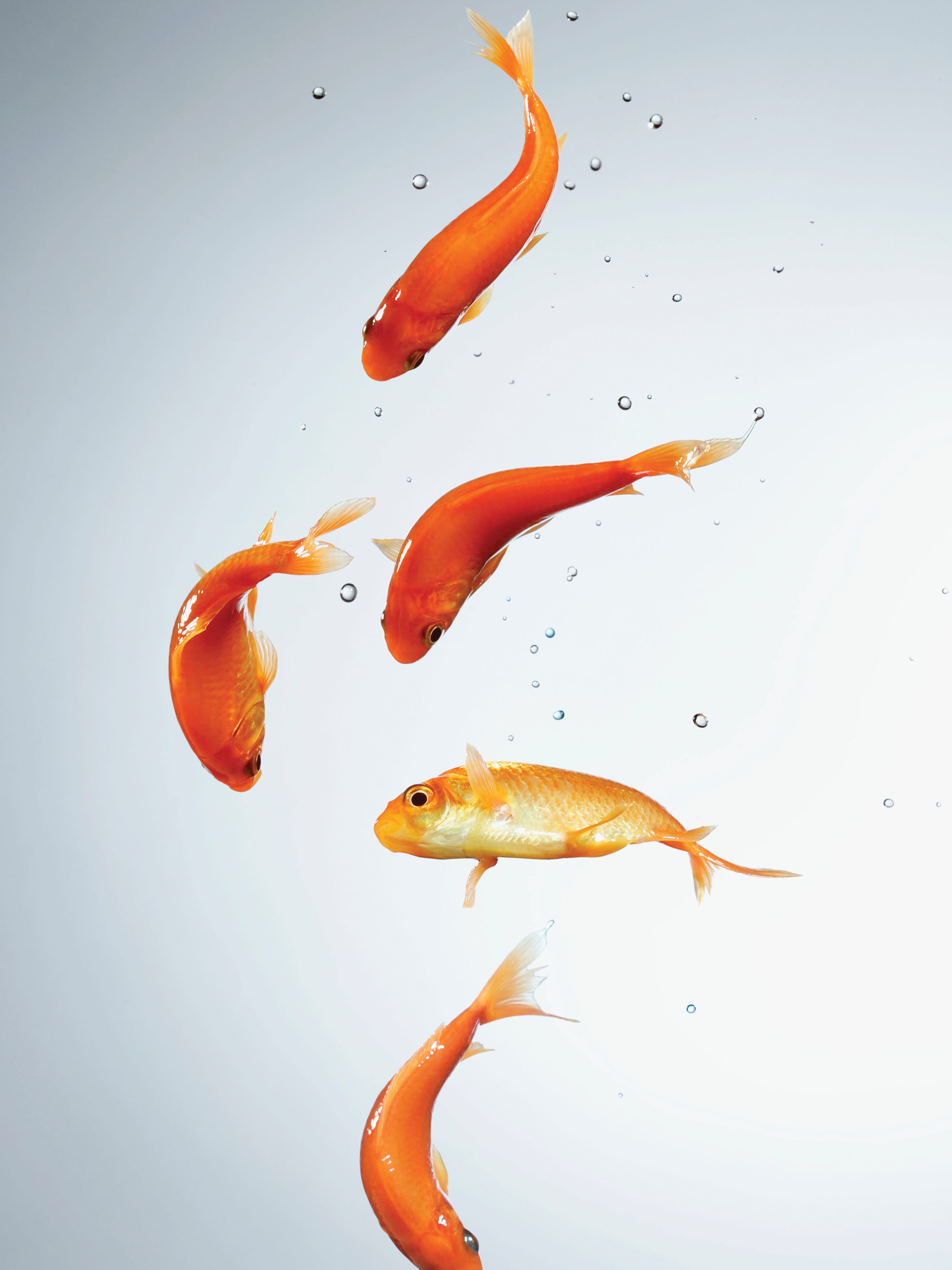 No More Fish Kimpton Eliminates In Room Aquariums