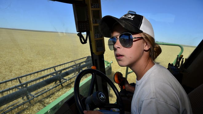 Bailey Gasvoda, age 13, cuts winter wheat on her family's farm in Big Sandy on Tuesday afternoon. Warm June temperatures have sped the harvest ahead roughly two weeks earlier than the five-year average.