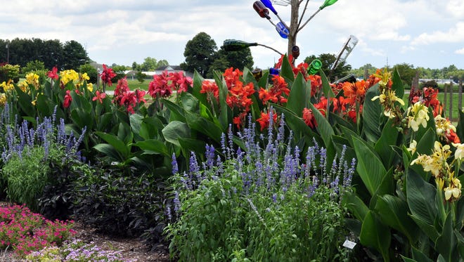 Tips on planting and caring for cannas in summer and overwintering