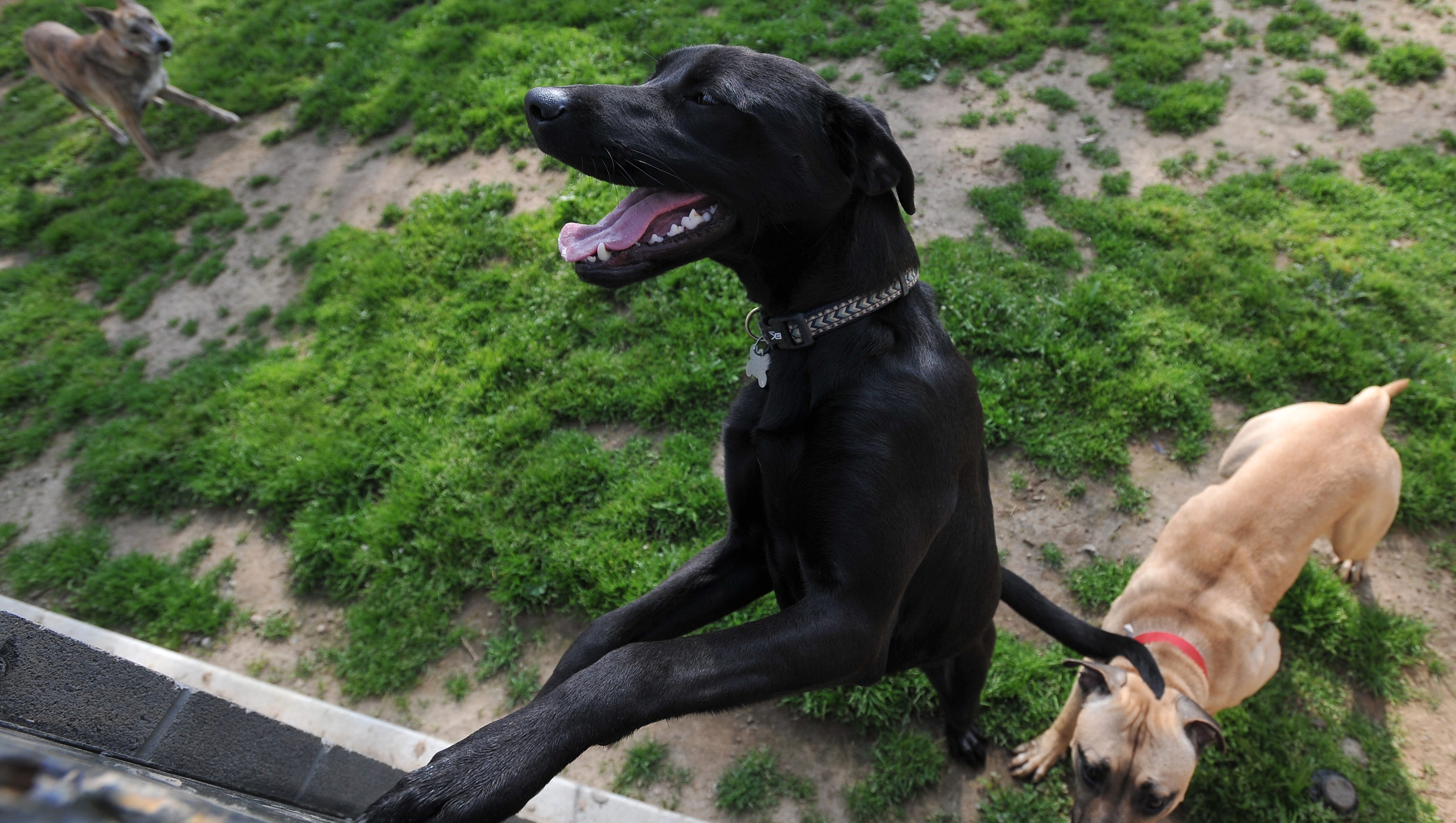 Lindsay Woman Runs No Kill Shelter On Her Property