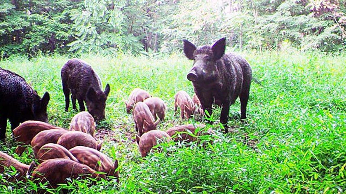 Nutria Feral Hogs Hunting