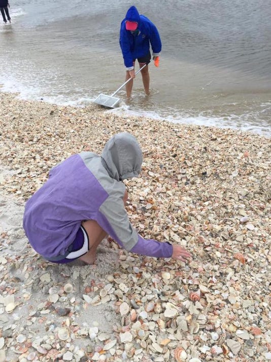 Seashell mania hits Navarre, Pensacola beaches