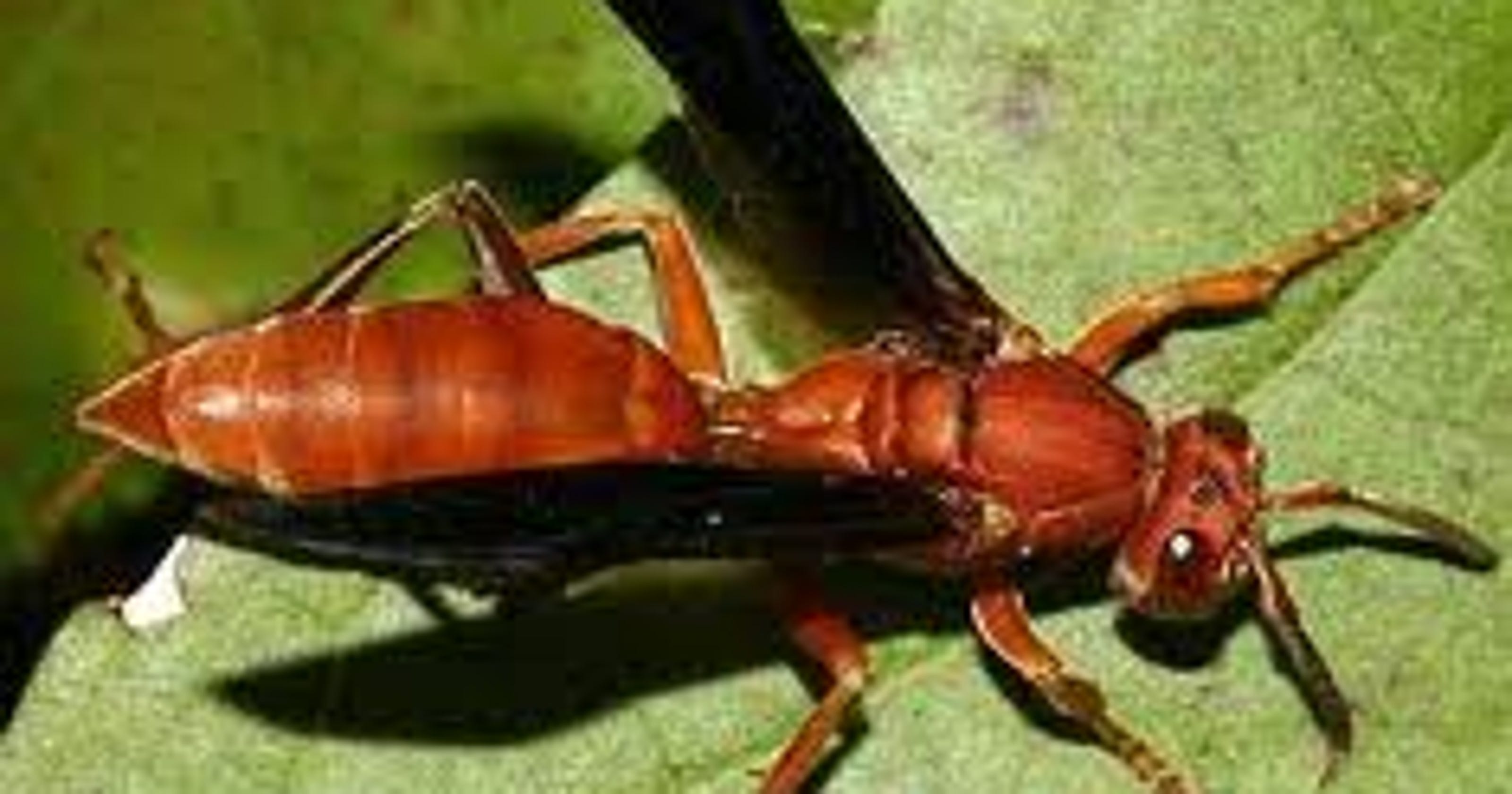 Mom Zone: 'Wasp-pocalypse Now'