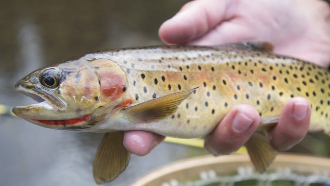 A cutthroat trout from The Loch is removed from a net to be returned to the water.