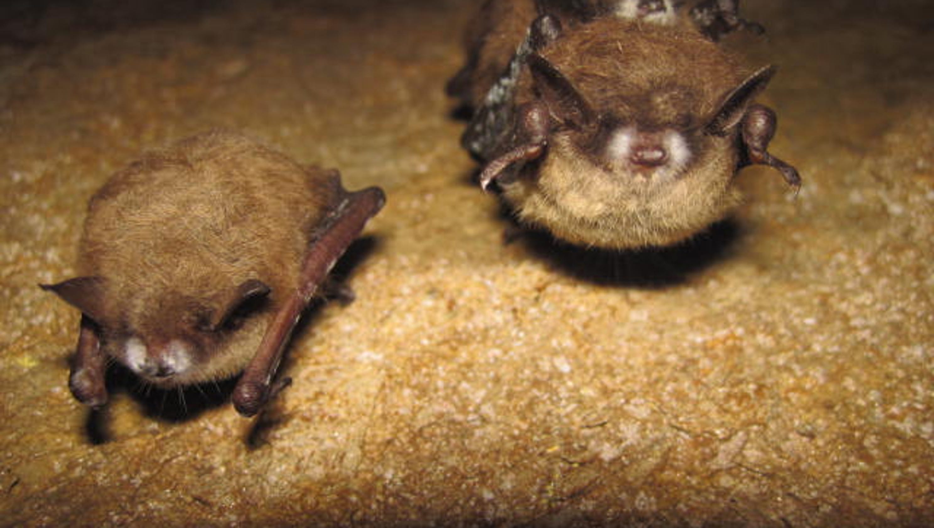 Bat concerns limit opening of section of Great Smoky Mountains National