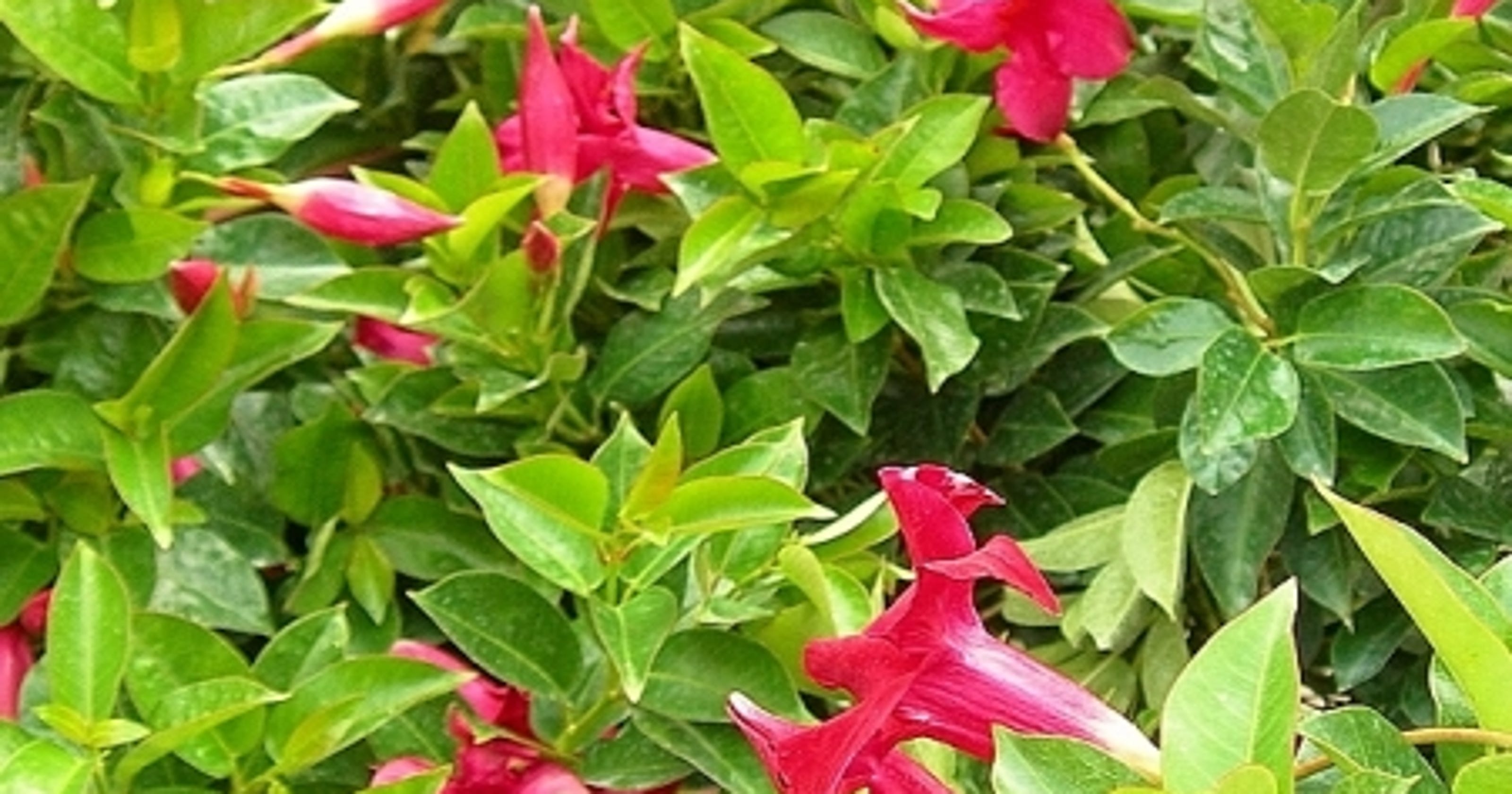 How much light do mandevilla and creeper vines need?