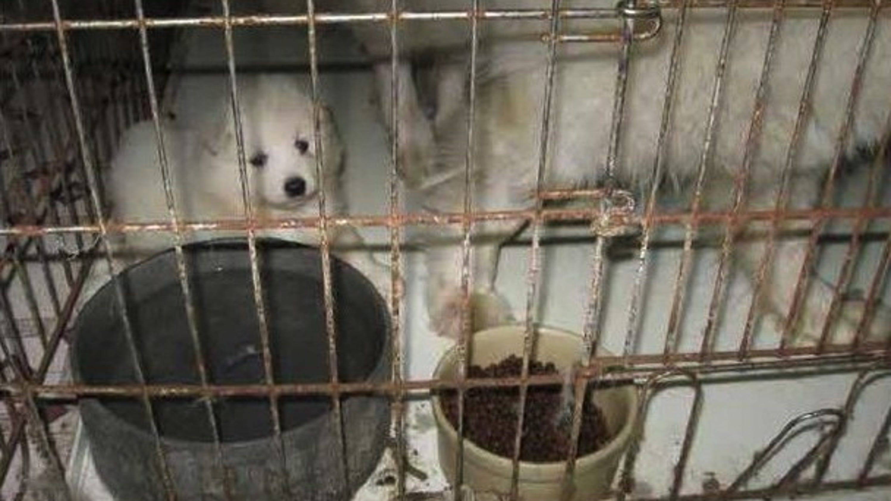 Iowa puppy mills make ‘Horrible Hundred’ report