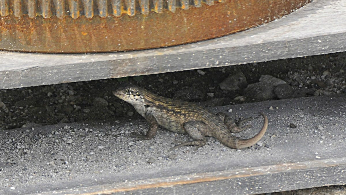 Reptile Droppings Around Homes Irritate Florida Residents Looking