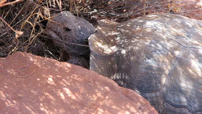 A desert tortoise enjoys the shade from a bush in the Red Cliffs Desert Reserve in this Spectrum file photo.