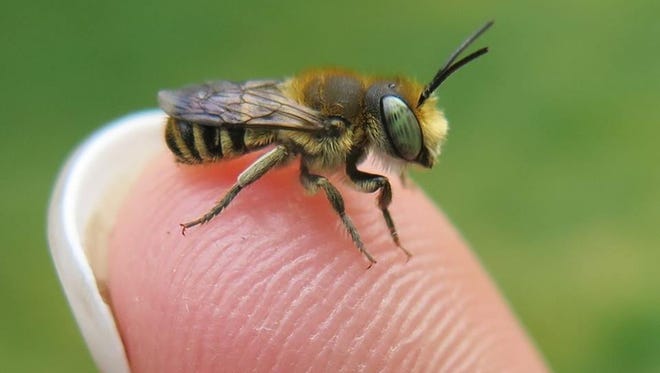A native bee. Native bees do not produce honey and were not imported from Europe like the honey bee.