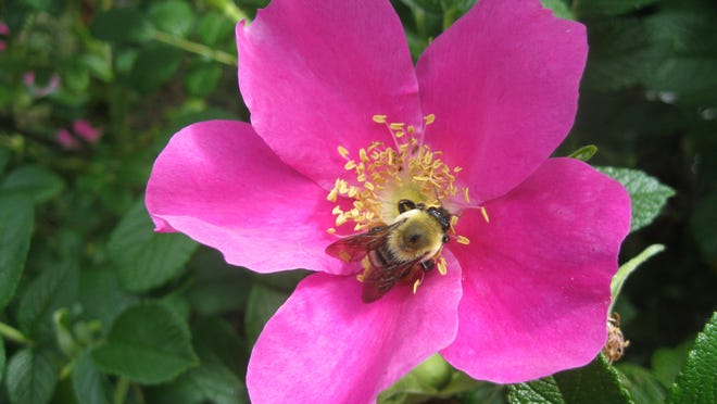 A honeybee in a rose flower at the New York Botanical Garden.
