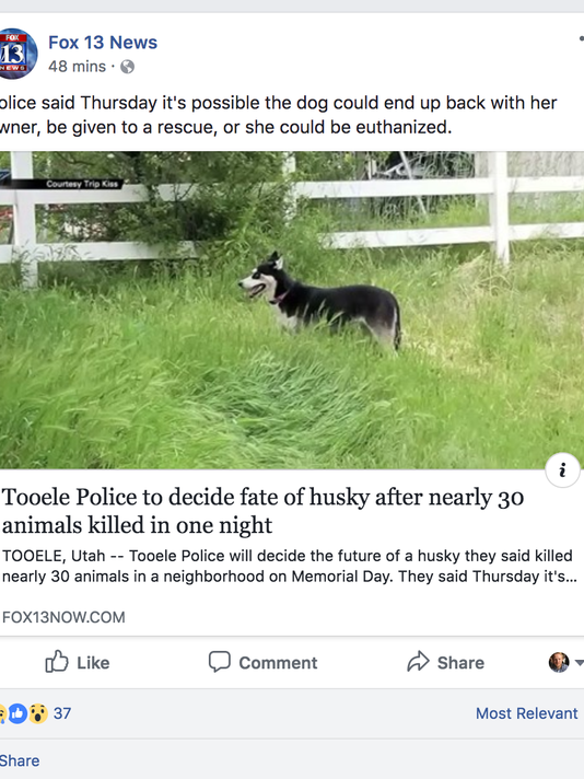 Husky goes on onenight 'killing spree' dozens of animals dead