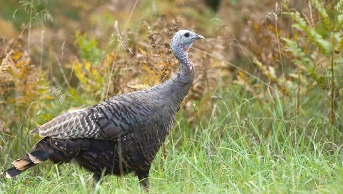 Turkeys In Your Yard What To Do