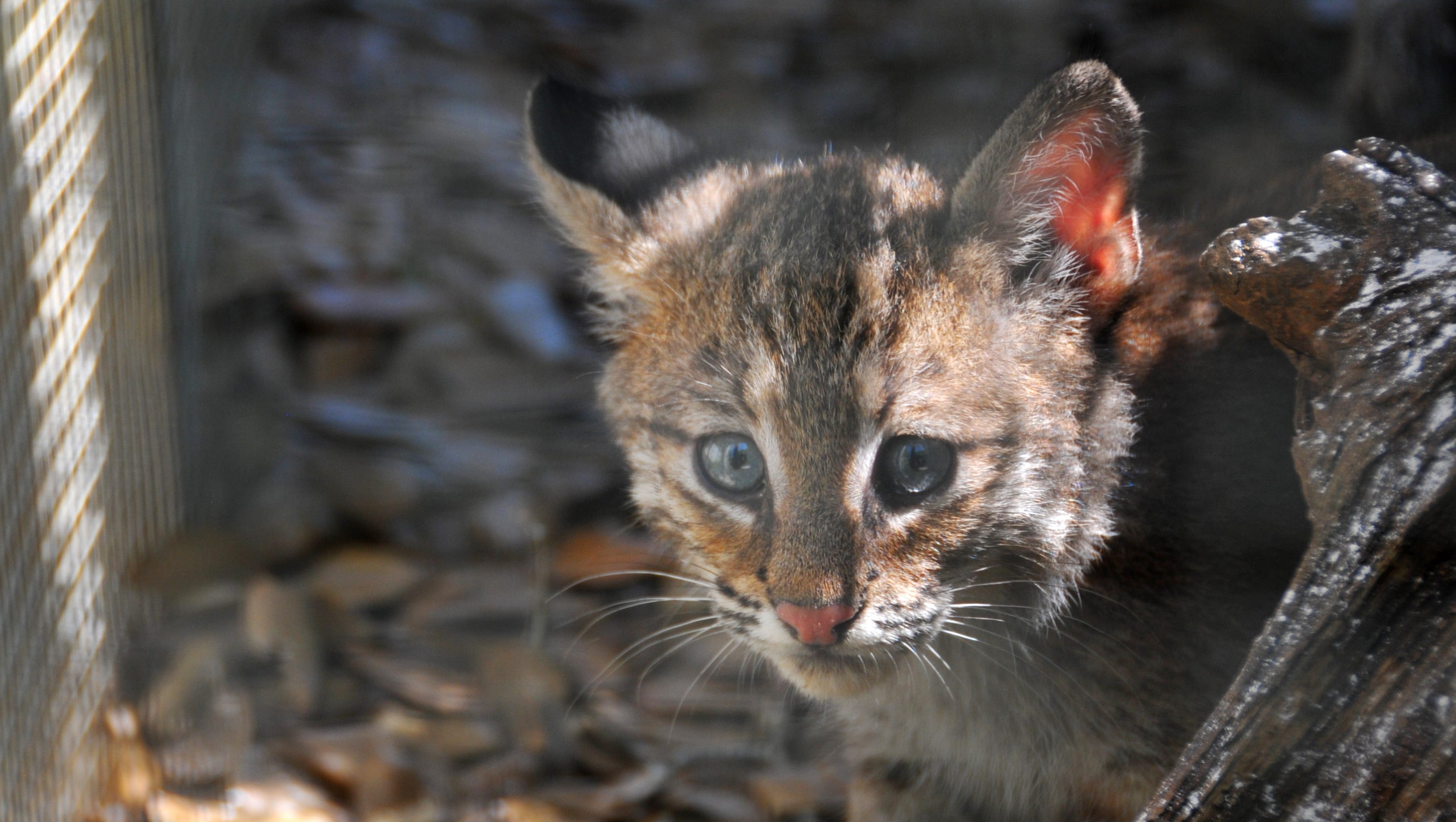 Bobcats Found In Palm Bay Getting Ready For The Wild
