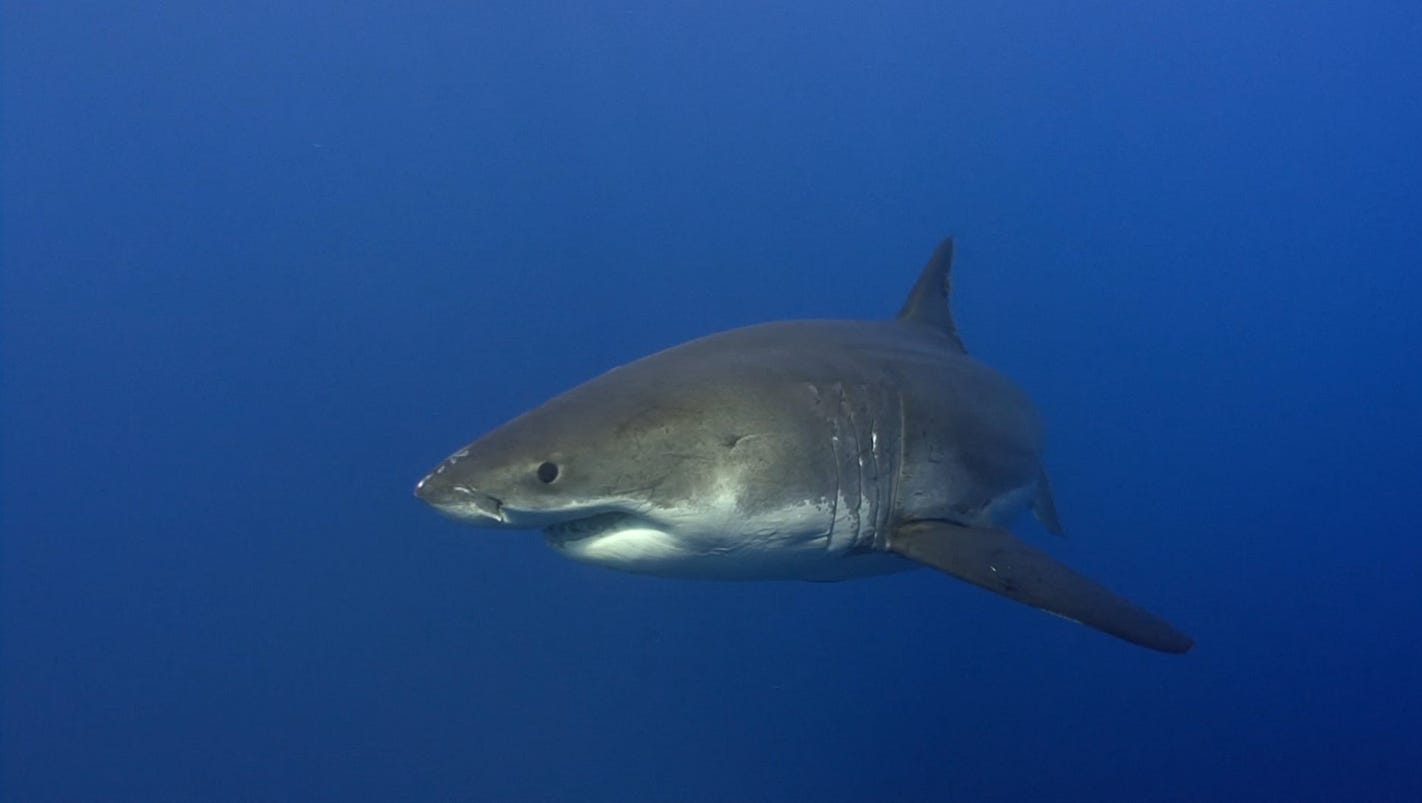 Cornell offers free, online course on sharks