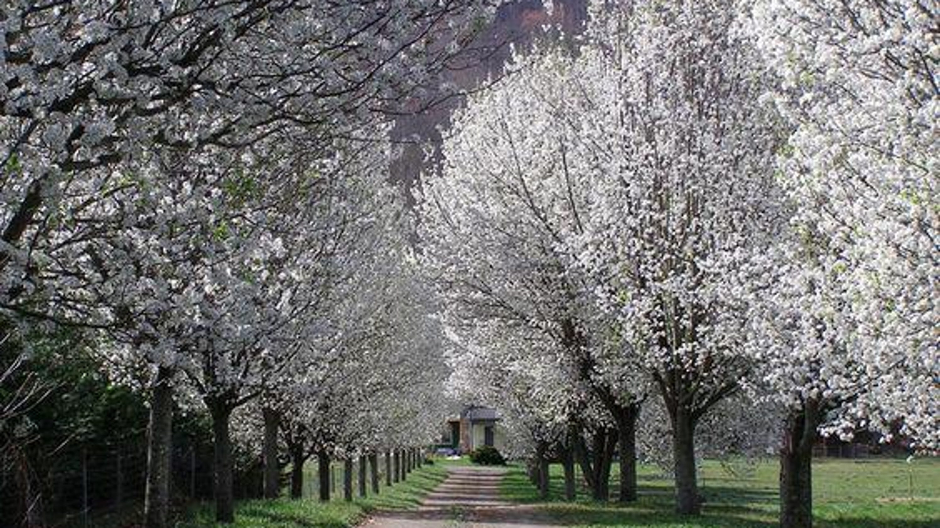 Bradford pear, Callery pear An effort to contain an invasive tree species