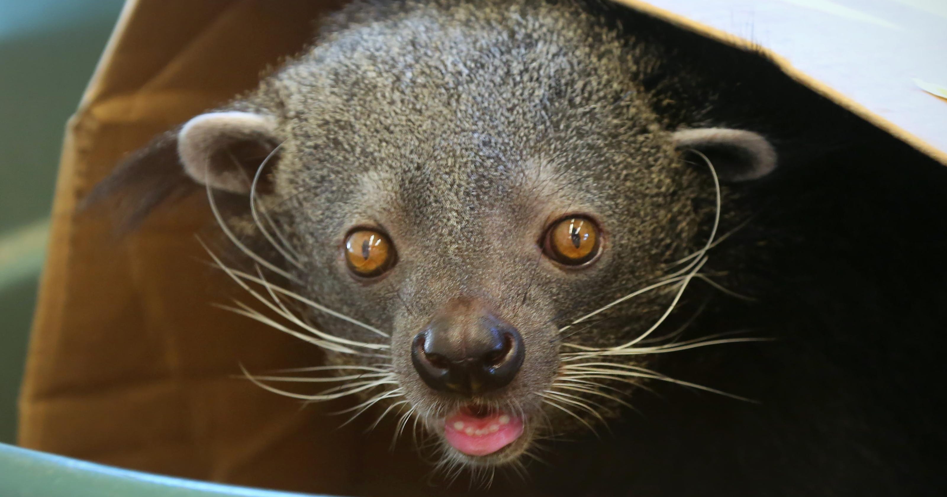 University of Cincinnati: What is a bearcat?