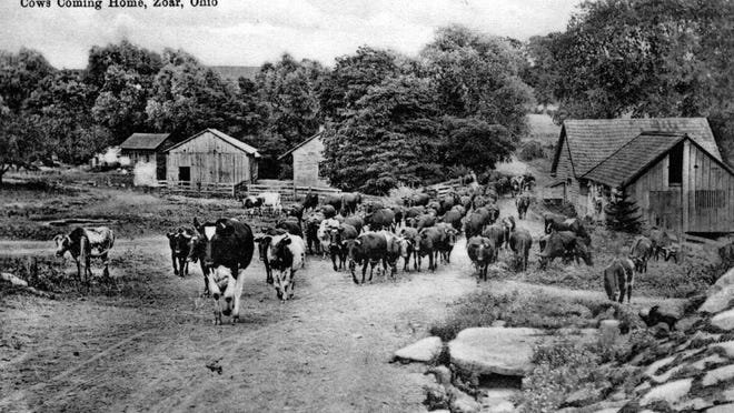 This is an 1892 image of a herd of dairy cattle owned by the Society of Separatists of Zoar. The cows are walking through the village on Second Street.