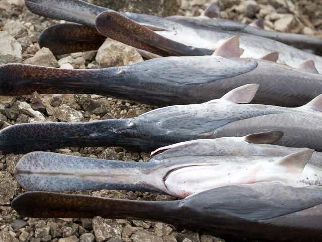 What You Need To Know About Indiana S Paddlefish Caviar Business