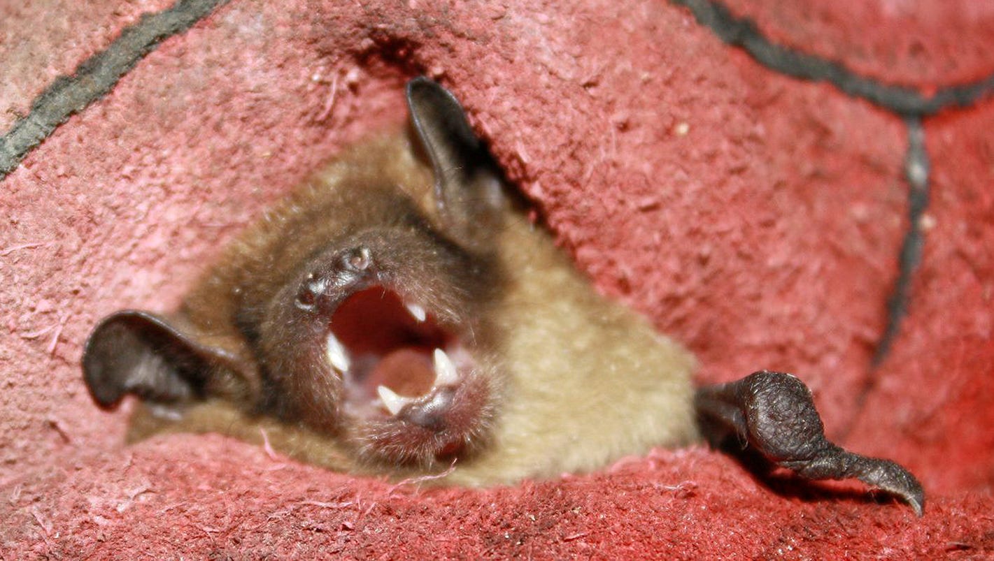 Bat with rabies bites Ohio woman in her home