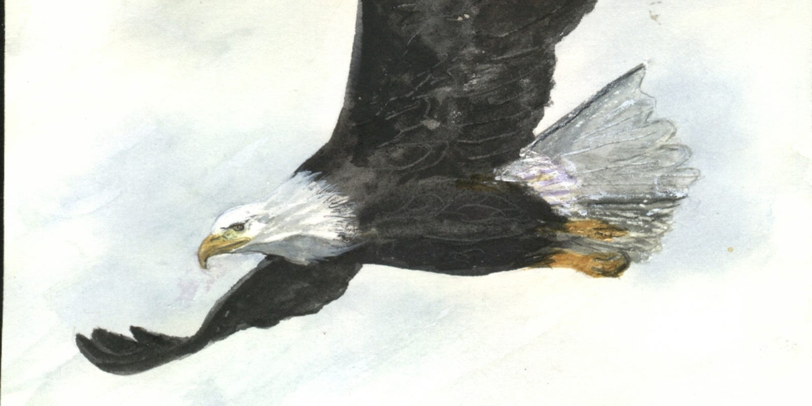 Nature Journal Is The Eagle A Bird Of Bad Moral Character