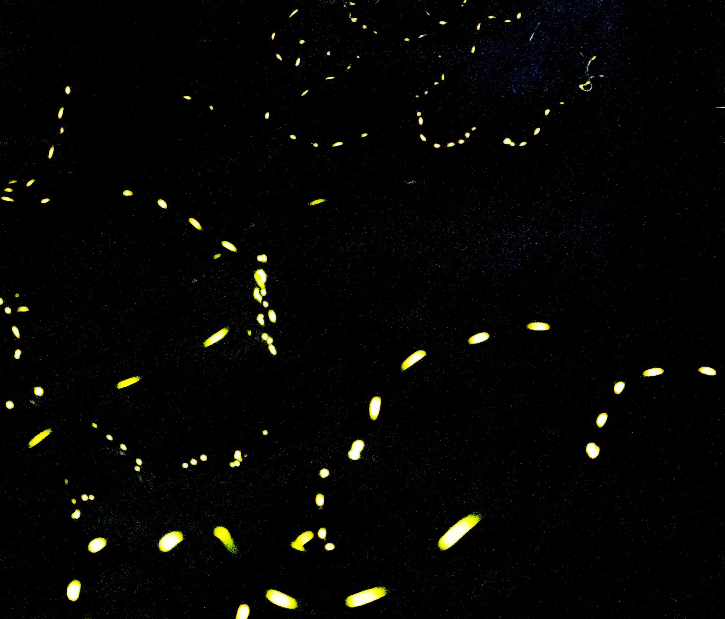 Fireflies blink simultaneously through the woods June 13, 2018, at Elkmont Campground in Great Smoky Mountains National Park near  Gatlinburg, Tennessee. The synchronized flashes are part of the photinus carolinus firefly's mating ritual.