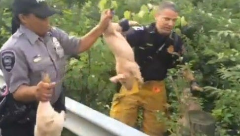 2 200 Pigs Loose On Ohio Highway