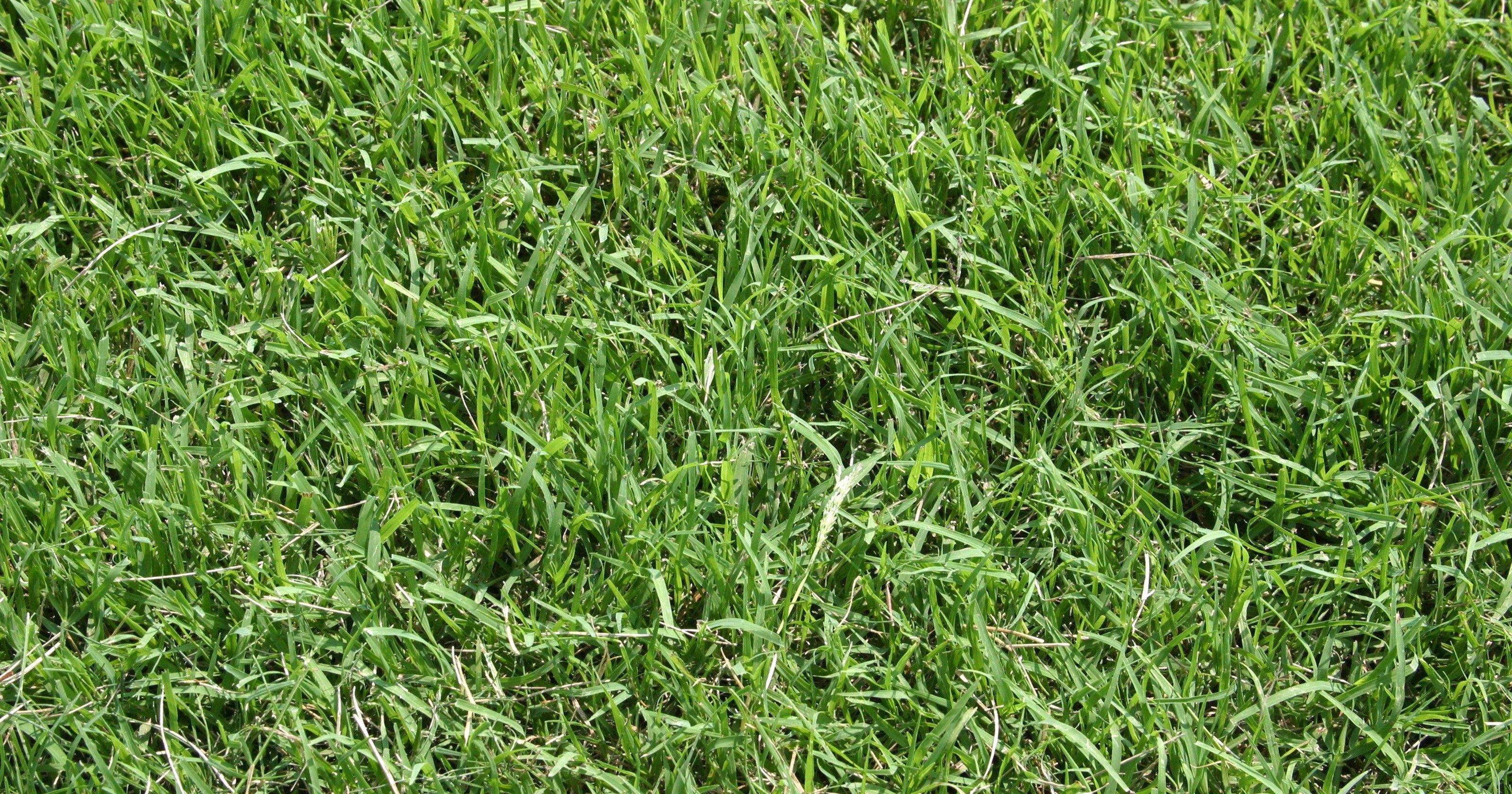 From the Ground Up: Bermuda grass tough to beat in heat