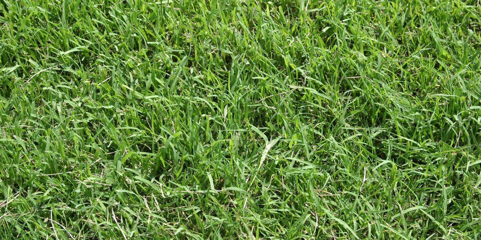 Bermuda Grass Tough To Beat In Heat