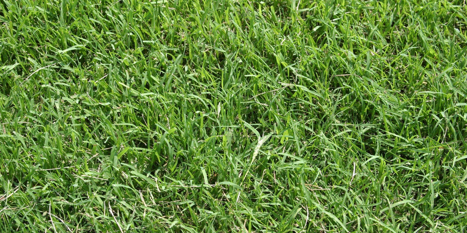 Bermuda Grass Tough To Beat In Heat bermuda-grass-tough-to-beat-in-heat