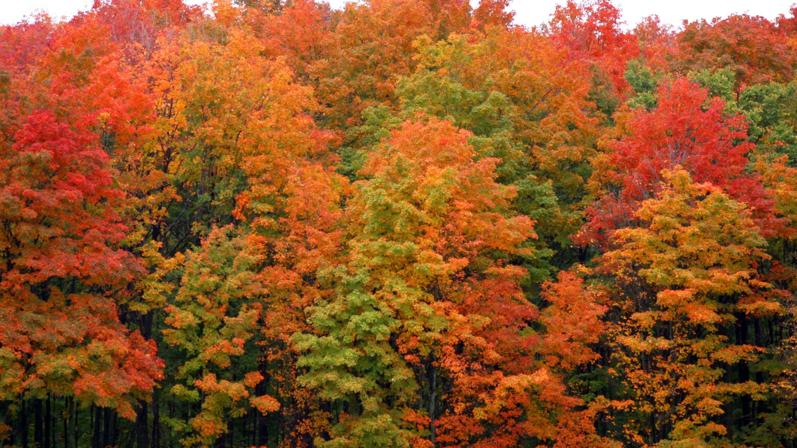 5 spots to see Michigan's rich fall colors