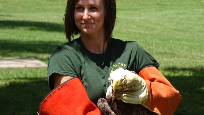Ashley Palasics, an animal caretaker/educator with Back to the Wild, holds a male bald eagle Saturday at East Harbor State Park. Palasics released the bald eagle, which had been injured and nursed back to health by Back to the Wild.
