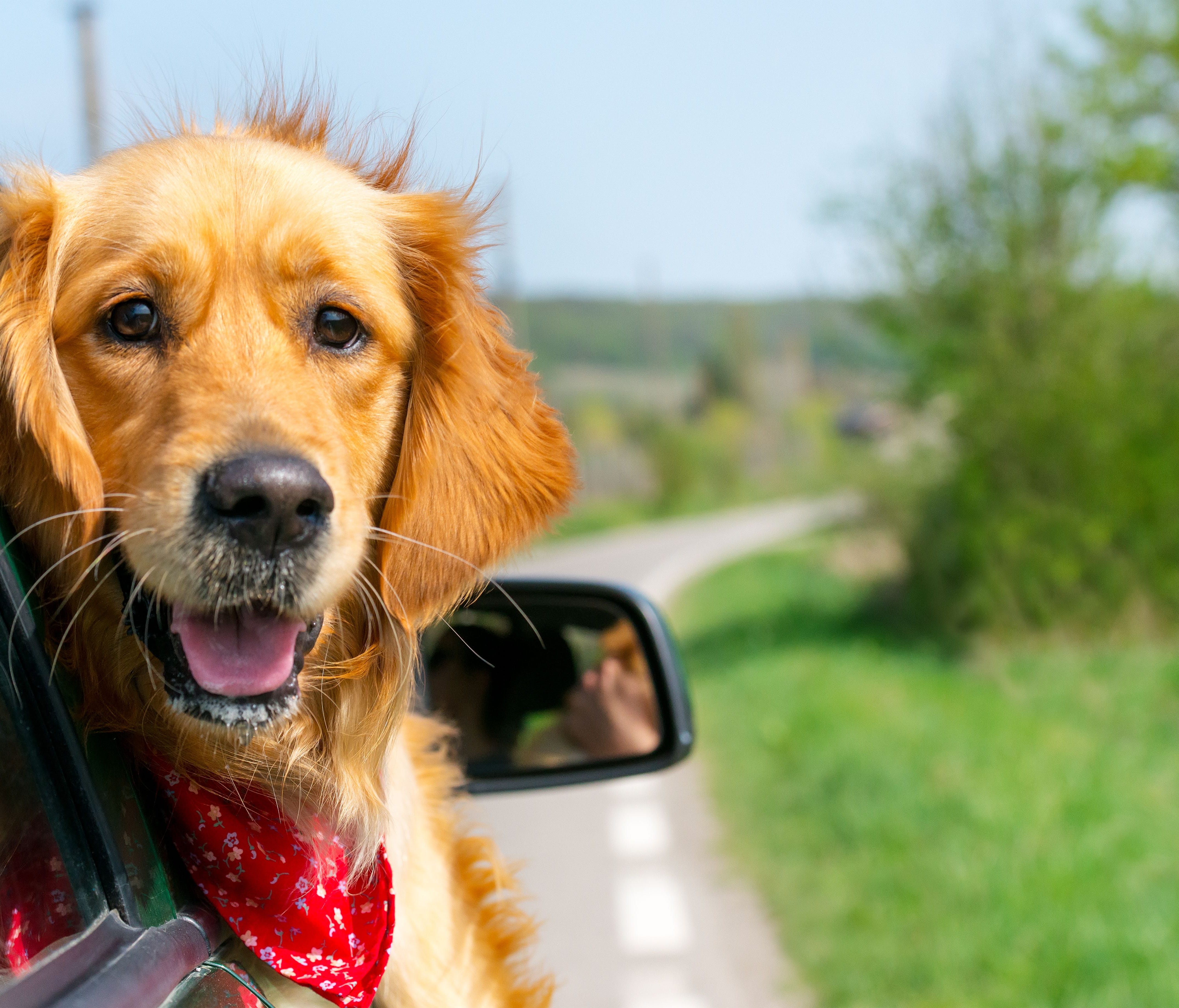 A dog can be great company on a road trip, but only if humans do their part.