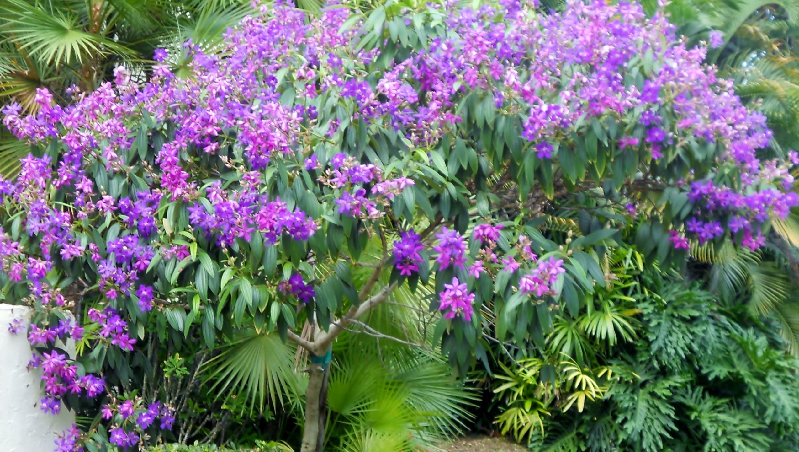 The Butterfly Guy Tibouchina S Purple Majesty