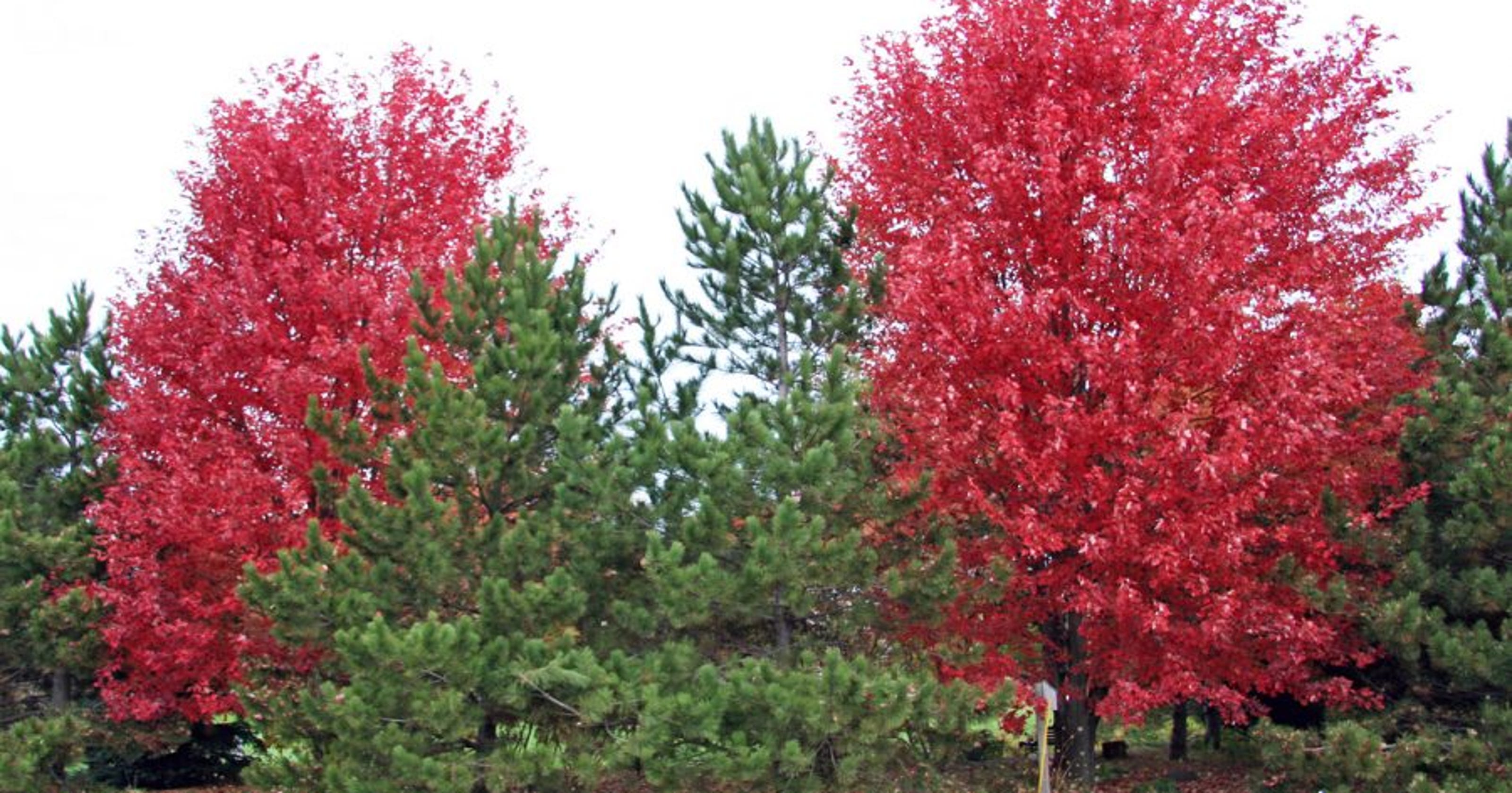 Maple trees produce blaze of autumn color