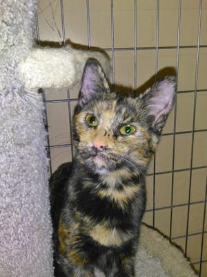 Terra is a 6-month-old Tortoiseshell cat who is very loving and outgoing. She’d talkative and gets along great with other cats. She’s very confident in herself and adjusts well to new surroundings. Apply with Another Chance Animal Welfare League Adoption Center at www.acawl.org. Call 547-7387.